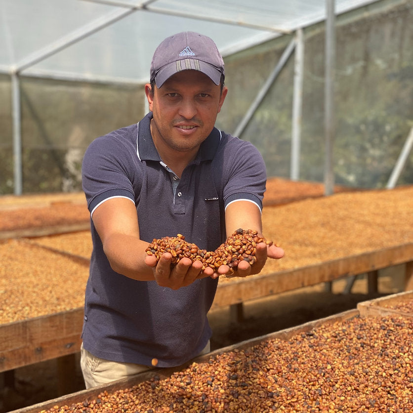 Don Alexis Extended Black Honey